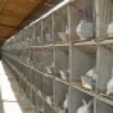 兔子月薪5千，打算用20萬建一個窩