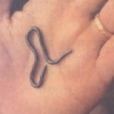 世界上體積最小的蛇