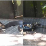 飯匙倩真的會吃飯？花蓮美崙山驚見「眼鏡蛇出沒」大口吞白米飯