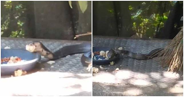 飯匙倩真的會吃飯？花蓮美崙山驚見「眼鏡蛇出沒」大口吞白米飯