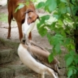 生氣鵜鶘教訓貪吃小狗